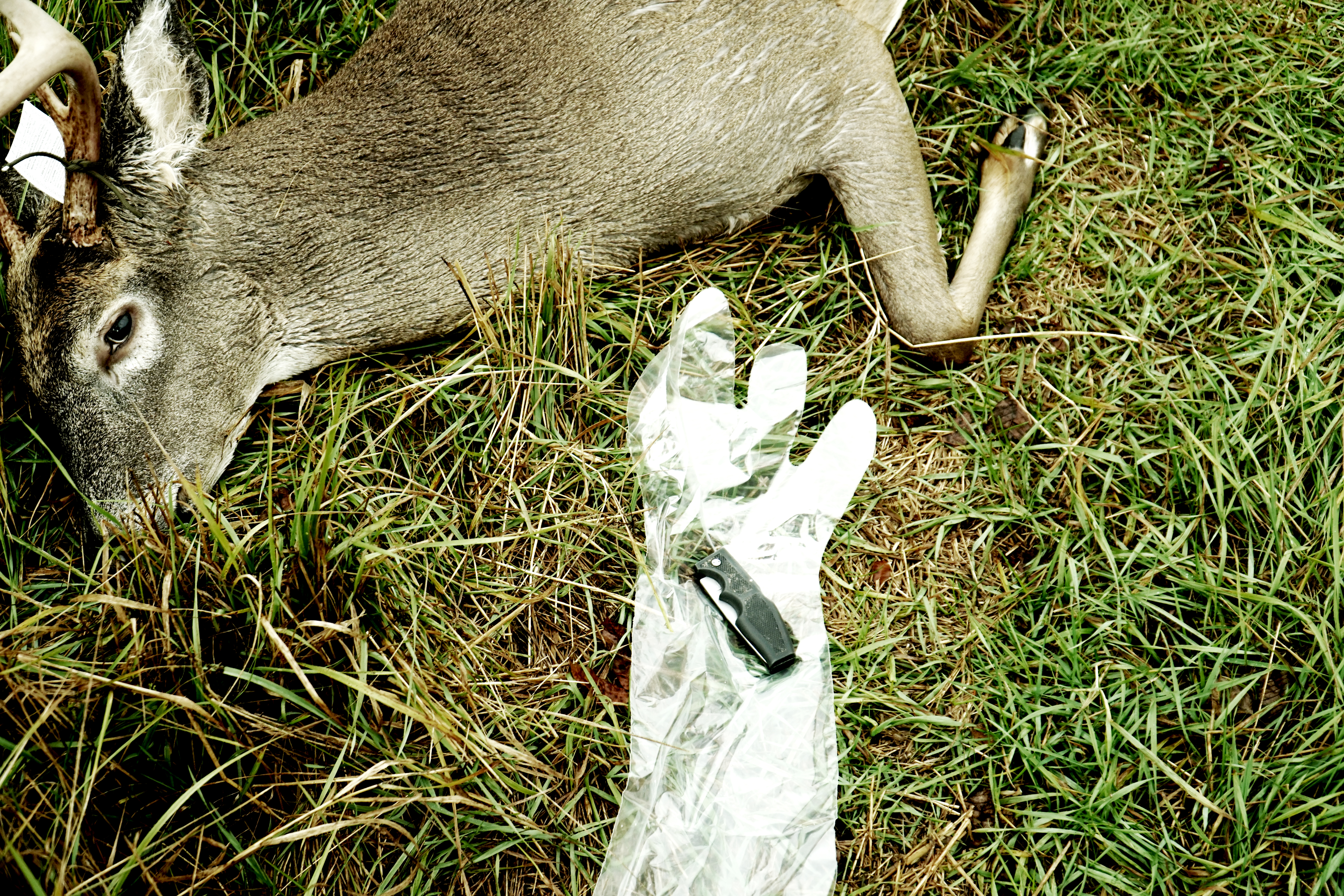 field dressing knife, field dressing a deer, field dress whitetail deer, 